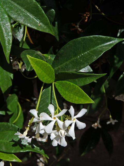Jasmínovník vonný (Trachelospermum jasminoides (Lindl.) Lem.)