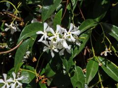 Jasmínovník vonný (Trachelospermum jasminoides (Lindl.) Lem.)