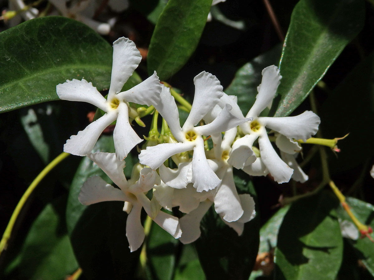 Jasmínovník vonný (Trachelospermum jasminoides (Lindl.) Lem.)