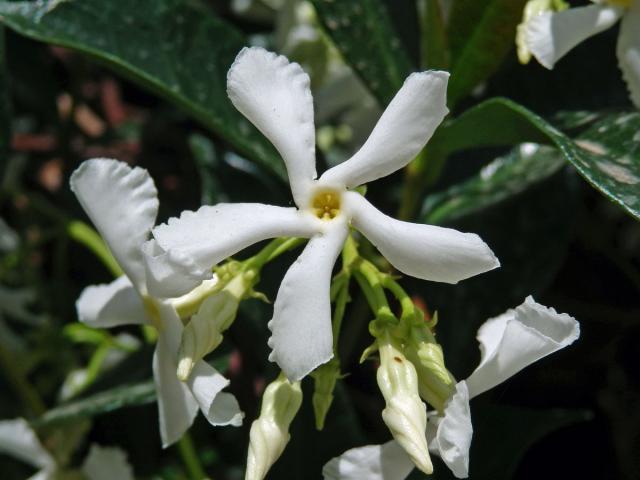 Jasmínovník vonný (Trachelospermum jasminoides (Lindl.) Lem.)