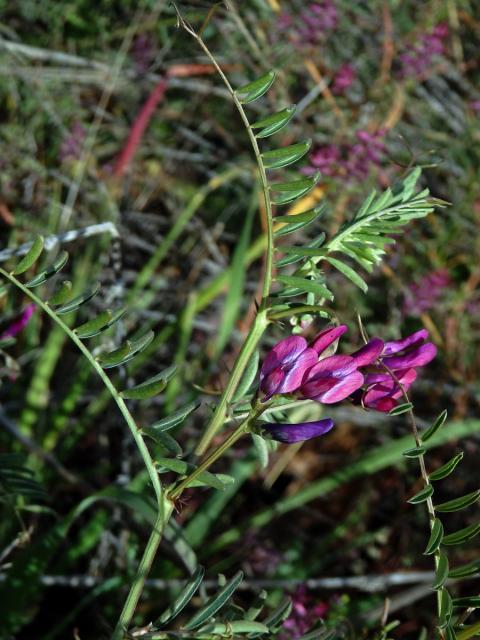 Vikev (Vicia monantha Retz.)