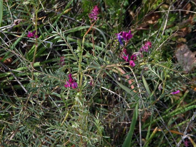 Vikev (Vicia monantha Retz.)