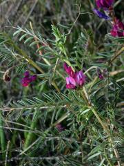 Vikev (Vicia monantha Retz.)