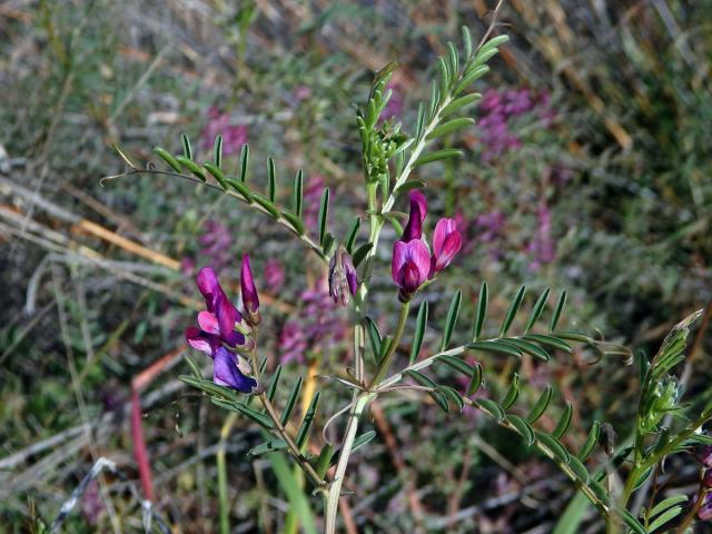 Vikev (Vicia monantha Retz.)