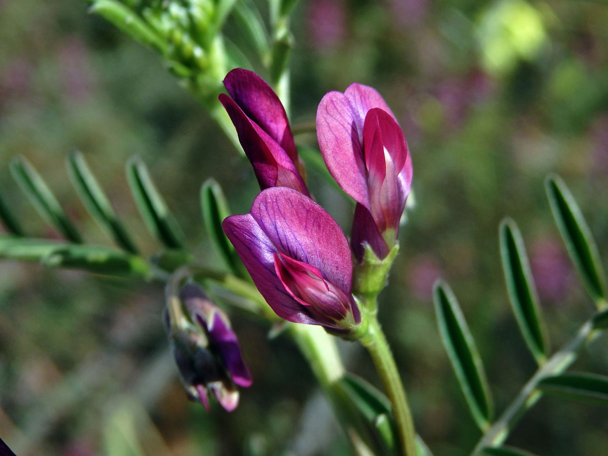 Vikev (Vicia monantha Retz.)