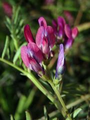 Vikev (Vicia monantha Retz.)