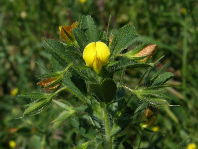 Jehlice pýřitá (Ononis pubescens L.)