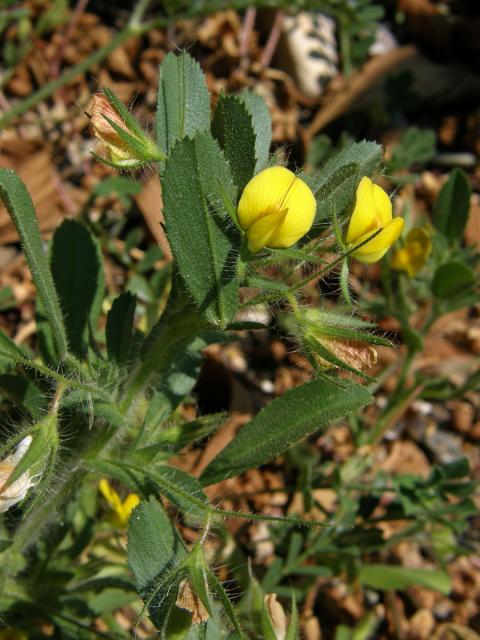 Jehlice pýřitá (Ononis pubescens L.)