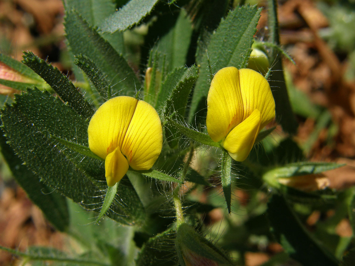 Jehlice pýřitá (Ononis pubescens L.)