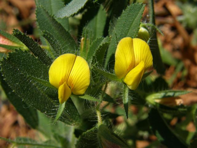 Jehlice pýřitá (Ononis pubescens L.)