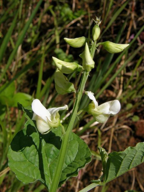 Chřestnatec (Crotolaria verrucosa L.)