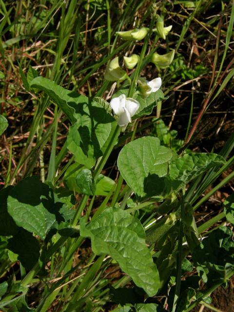 Chřestnatec (Crotolaria verrucosa L.)