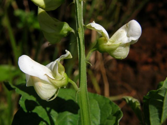 Chřestnatec (Crotolaria verrucosa L.)