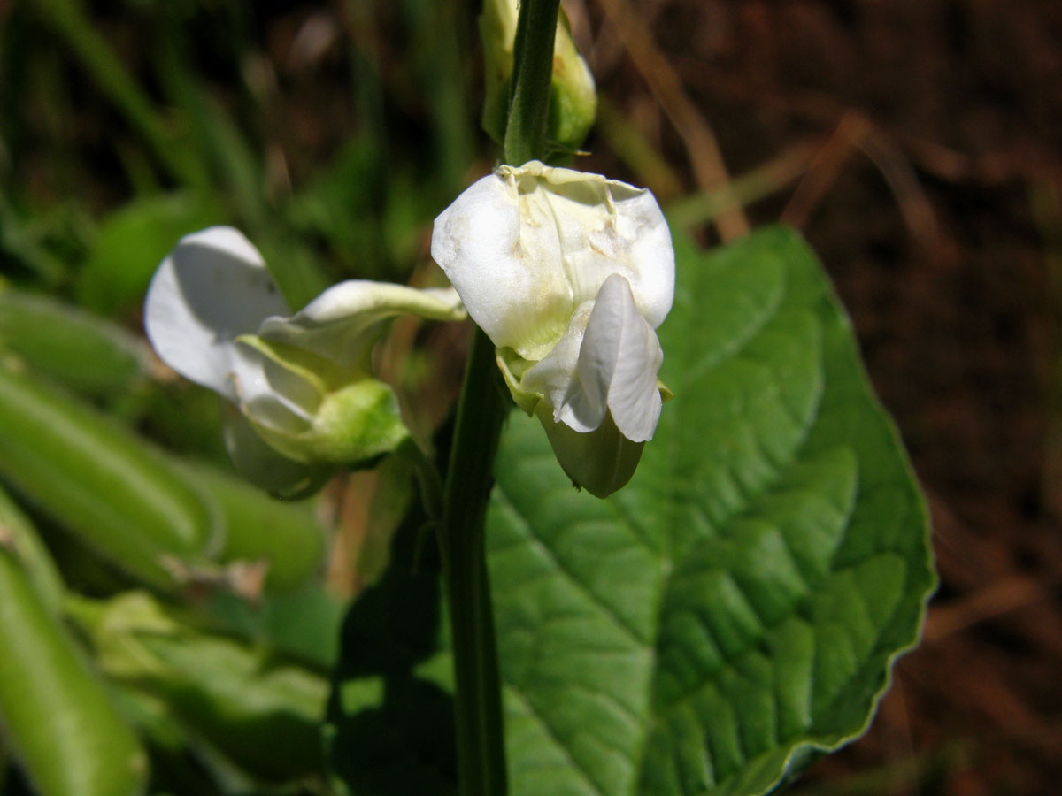 Chřestnatec (Crotolaria verrucosa L.)