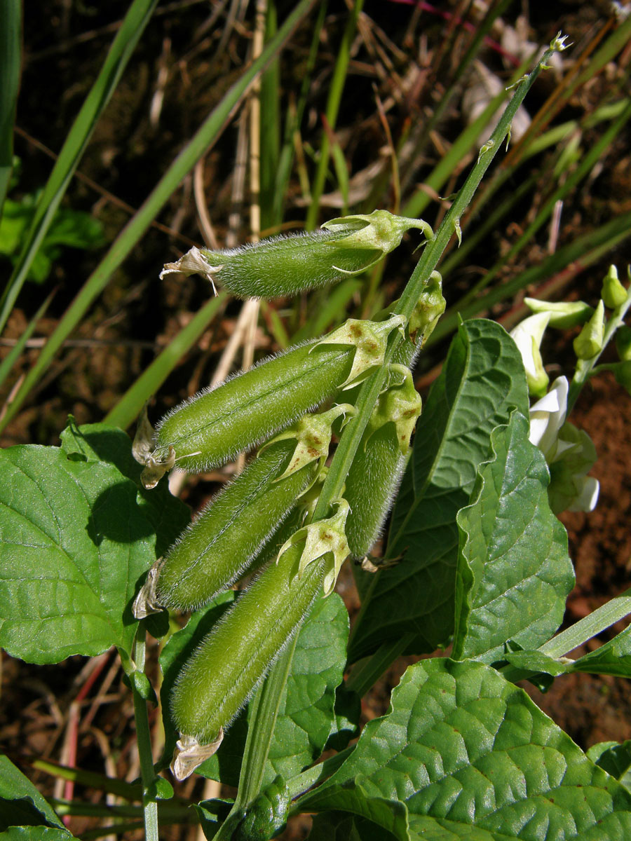 Chřestnatec (Crotolaria verrucosa L.)