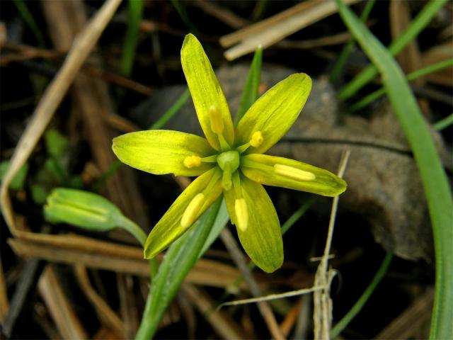 Křivatec žlutý (Gagea lutea (L.) Ker-Gawler)