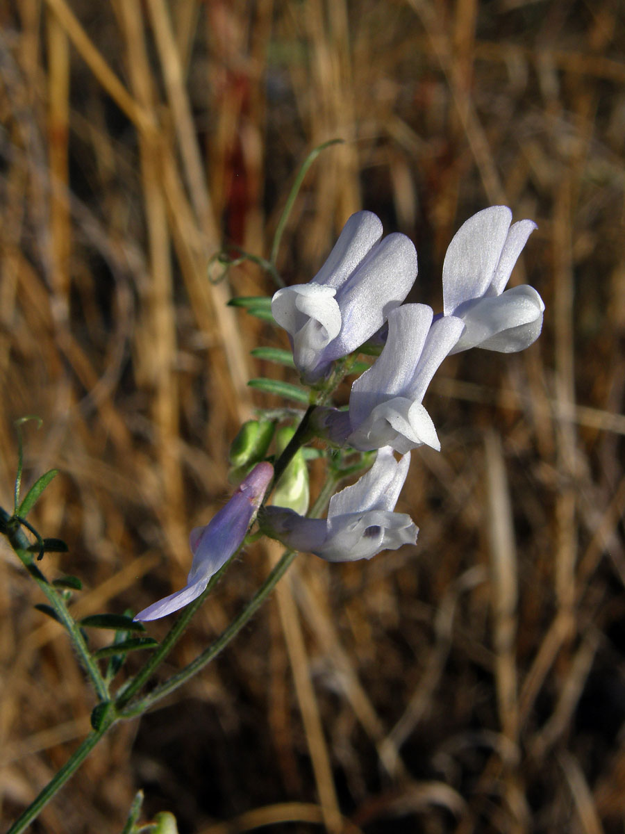 Vikev vičencovitá (Vicia onobrychioides L.)