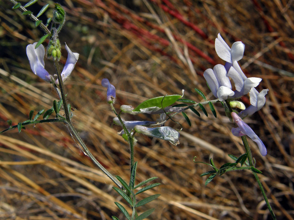 Vikev vičencovitá (Vicia onobrychioides L.)