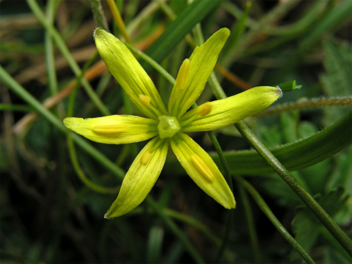 Křivatec žlutý (Gagea lutea (L.) Ker-Gawler)