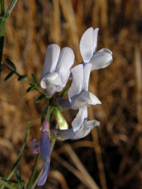 Vikev vičencovitá (Vicia onobrychioides L.)