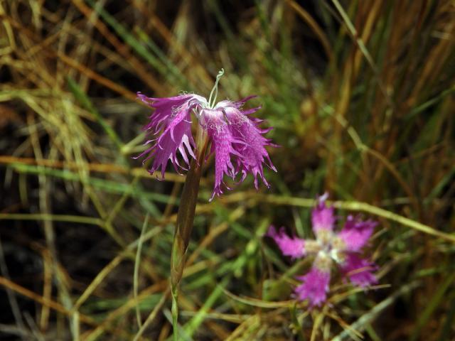 Hvozdík (Dianthus broteri Boiss. & Reut.)