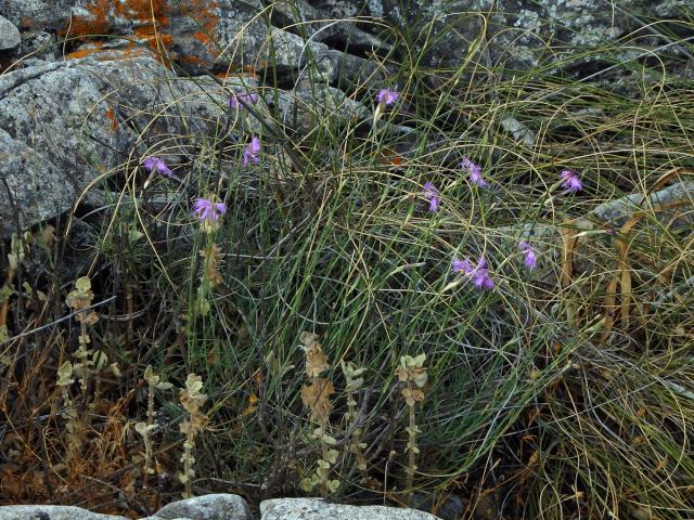 Hvozdík (Dianthus broteri Boiss. & Reut.)