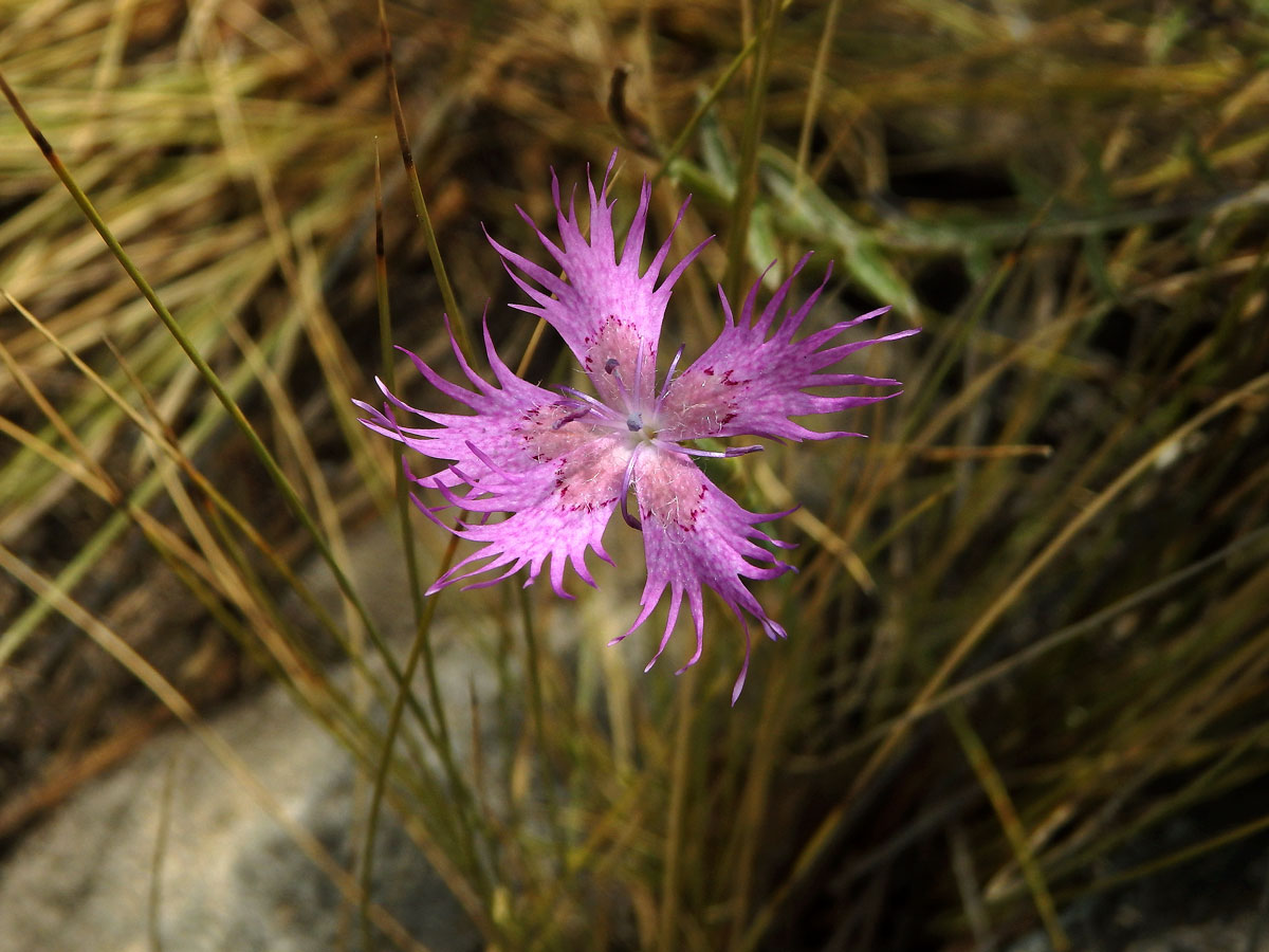 Hvozdík (Dianthus broteri Boiss. & Reut.)