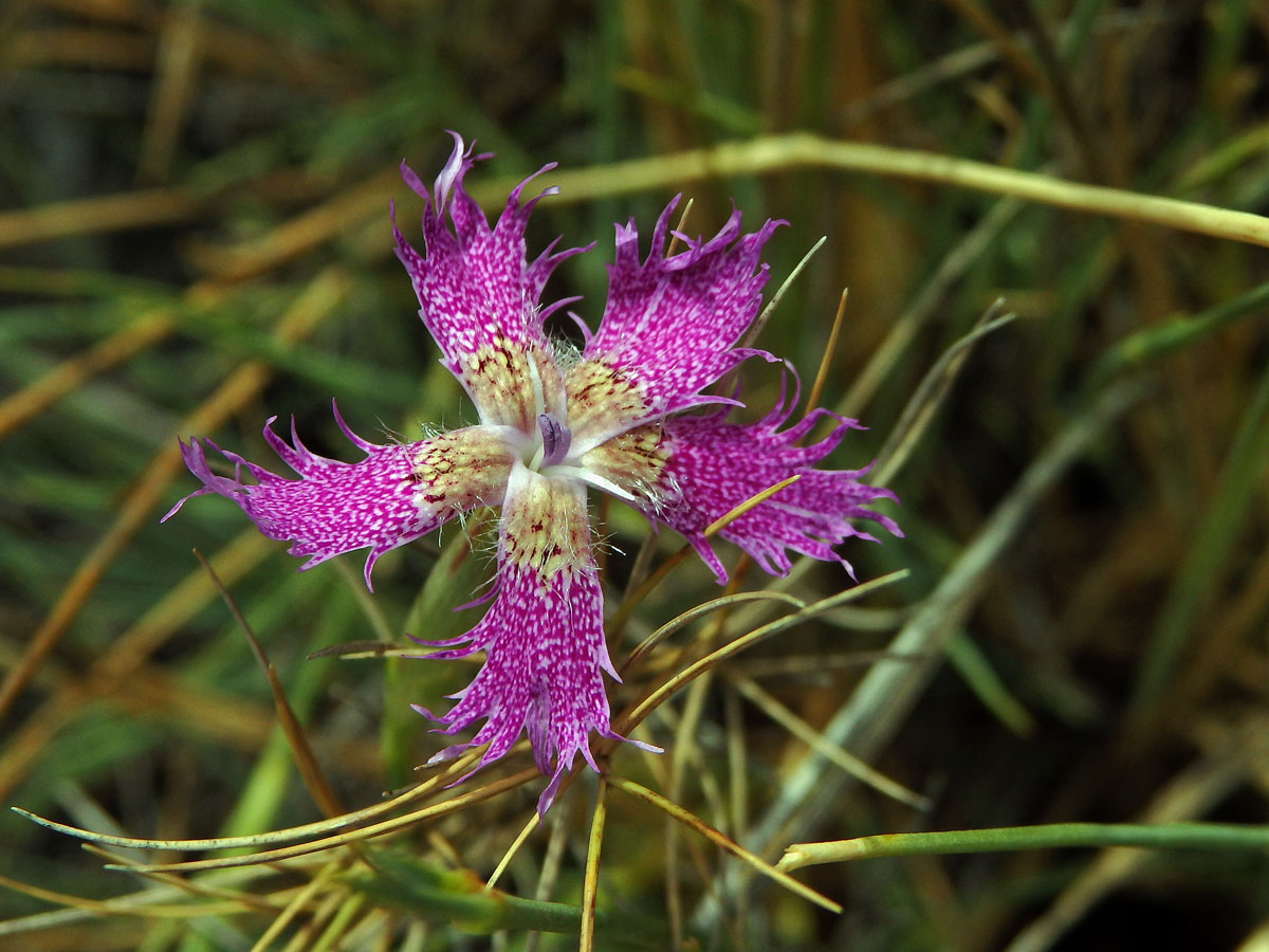 Hvozdík (Dianthus broteri Boiss. & Reut.)