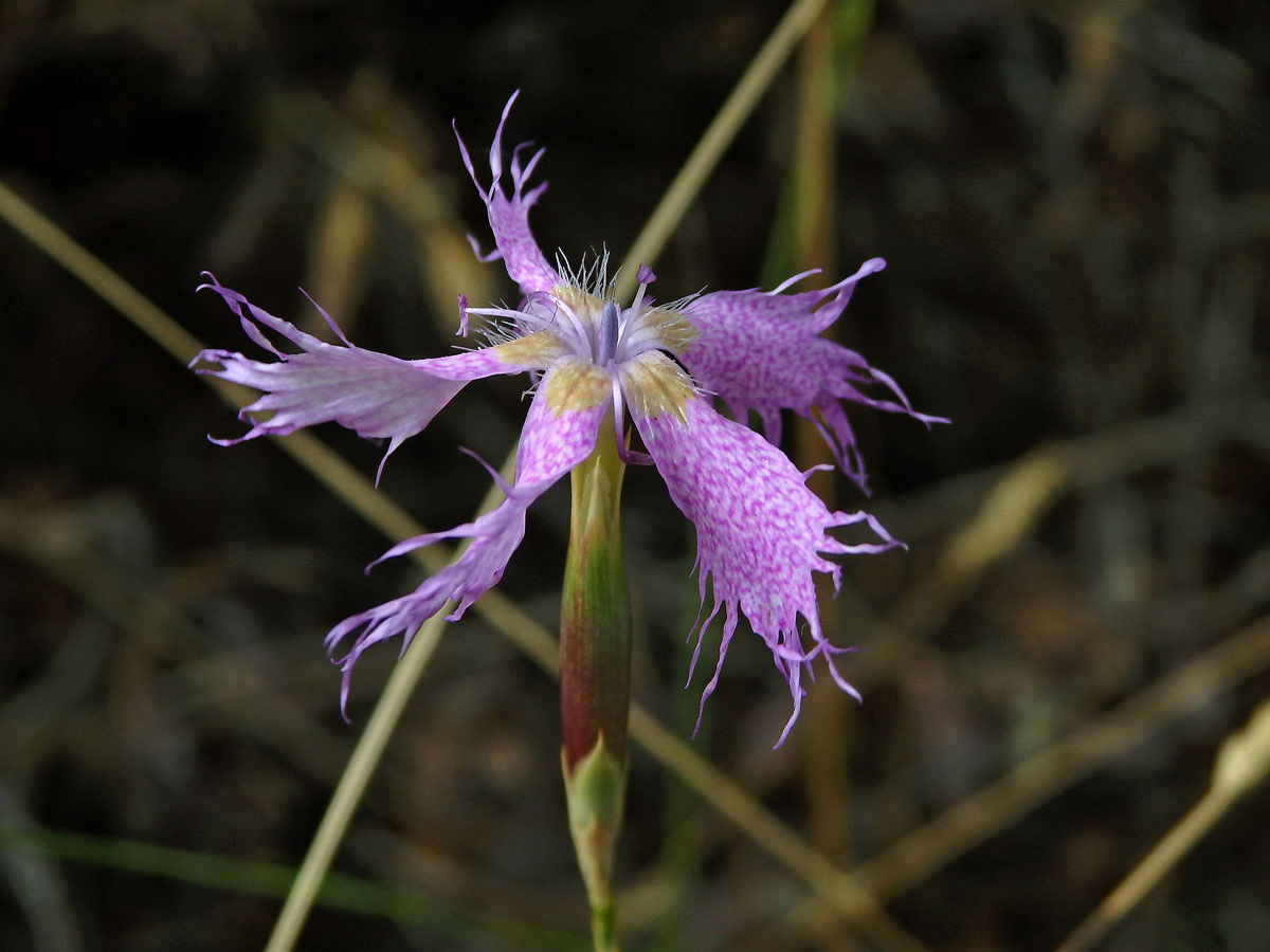 Hvozdík (Dianthus broteri Boiss. & Reut.)