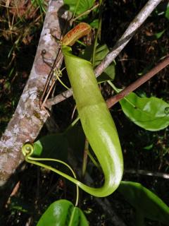 Láčkovka (Nepenthes mirabilis (Lour.) Druce)