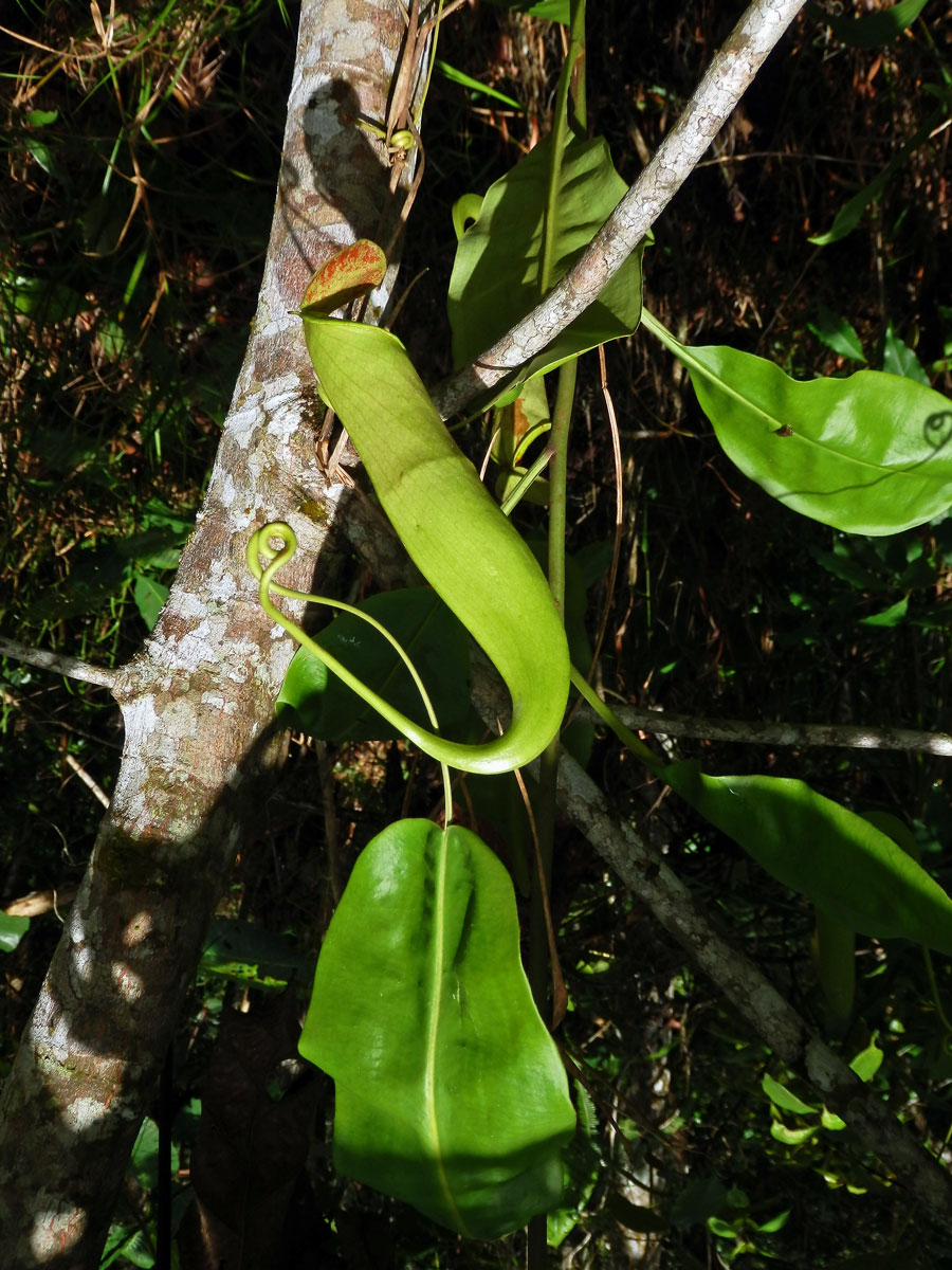 Láčkovka (Nepenthes mirabilis (Lour.) Druce)