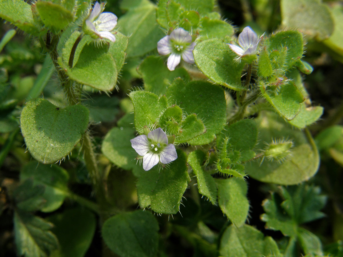 Rozrazil břečťanolistý (Veronica hederifolia  L.)