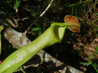 Láčkovka (Nepenthes mirabilis (Lour.) Druce)