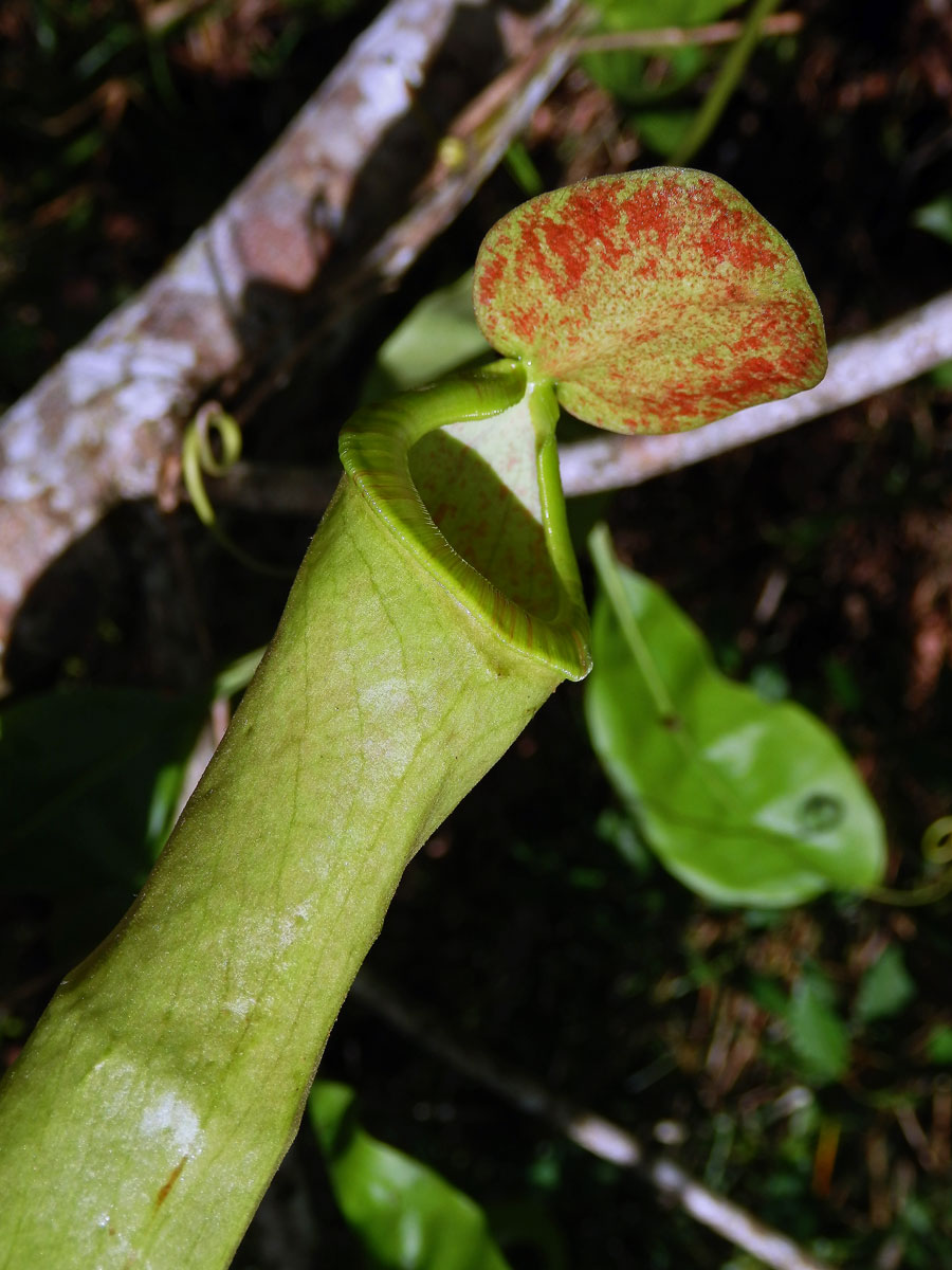 Láčkovka (Nepenthes mirabilis (Lour.) Druce)