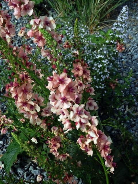 Divizna (Verbascum hybridum Brot.)