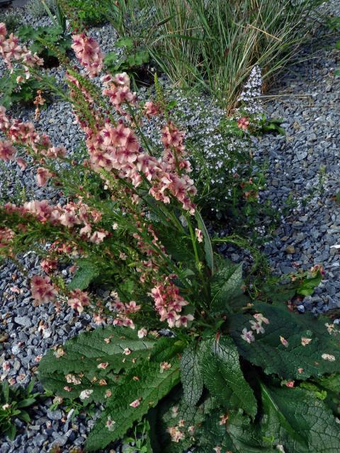 Divizna (Verbascum hybridum Brot.)