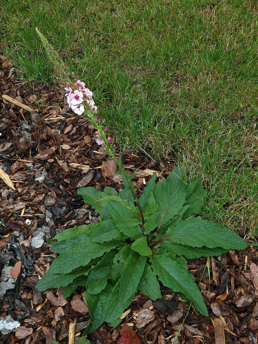 Divizna (Verbascum hybridum Brot.)