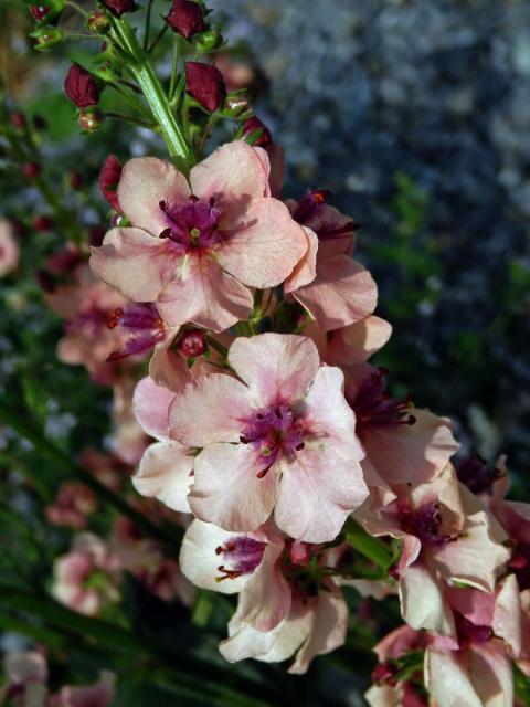 Divizna (Verbascum hybridum Brot.)