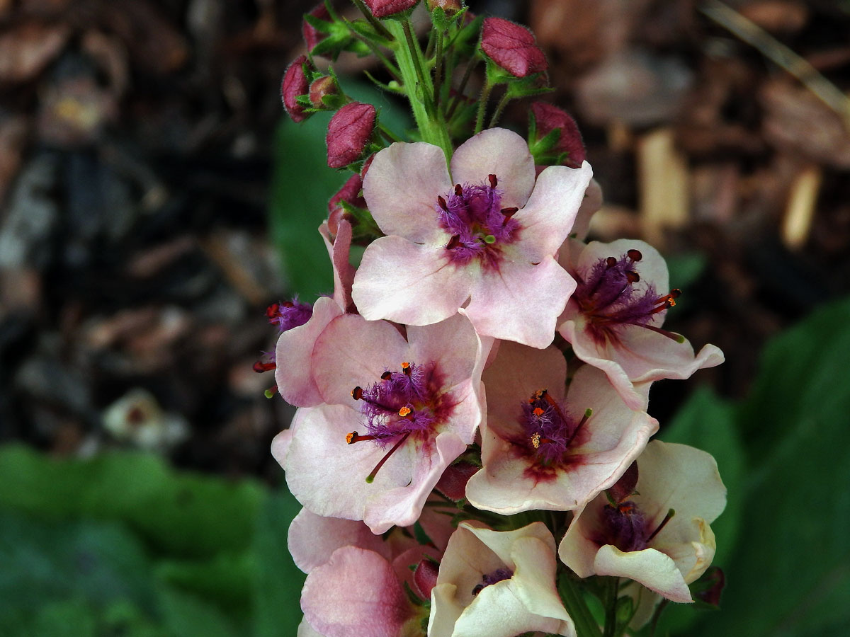 Divizna (Verbascum hybridum Brot.)