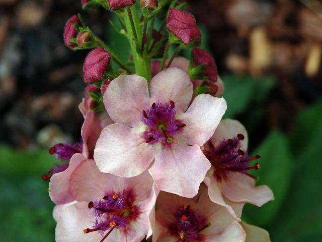 Divizna (Verbascum hybridum Brot.)