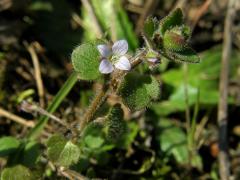 Rozrazil břečťanolistý (Veronica hederifolia  L.)