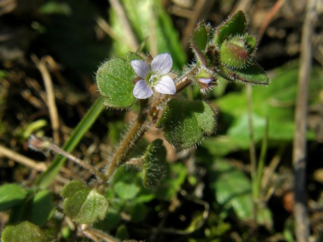 Rozrazil břečťanolistý (Veronica hederifolia  L.)