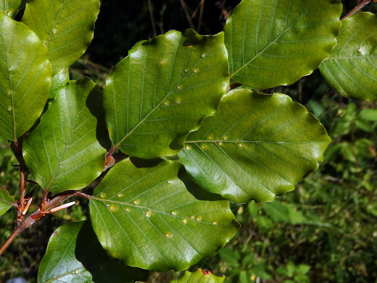 Hálky bejlomorky Hartigiola annulipes