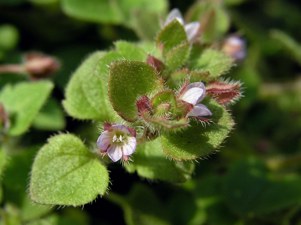 Rozrazil břečťanolistý (Veronica hederifolia  L.)