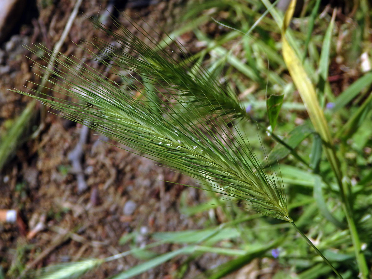 Ječmen myší (Hordeum murinum L.)