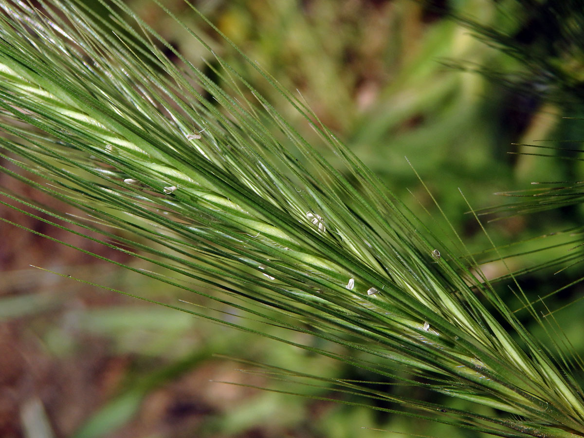 Ječmen myší (Hordeum murinum L.)