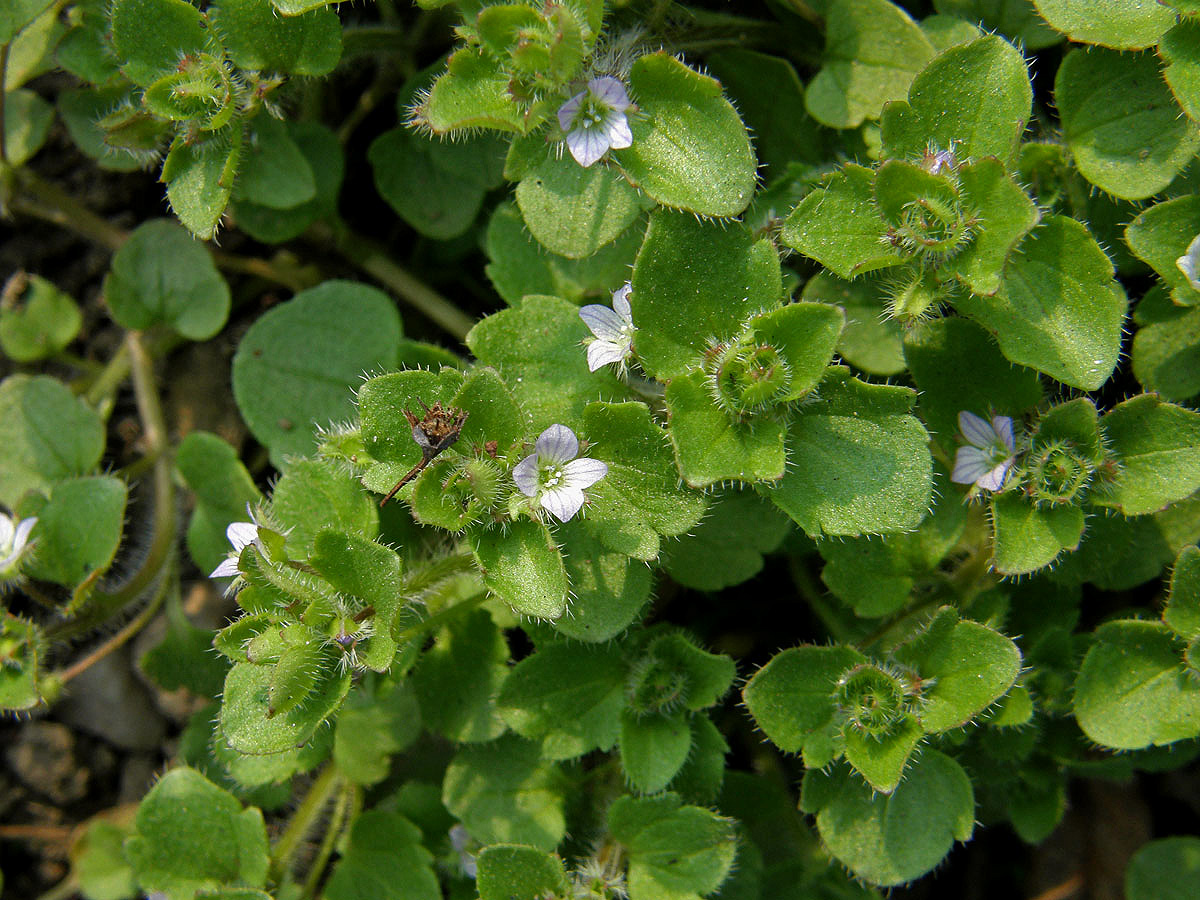 Rozrazil břečťanolistý (Veronica hederifolia  L.)