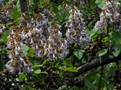 Pavlovnie plstnatá (Paulownia tomentosa (Thunb.) Steud.)