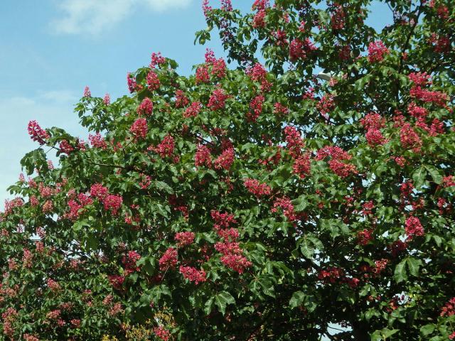 Jírovec pleťový (Aesculus x carnea Hayne)