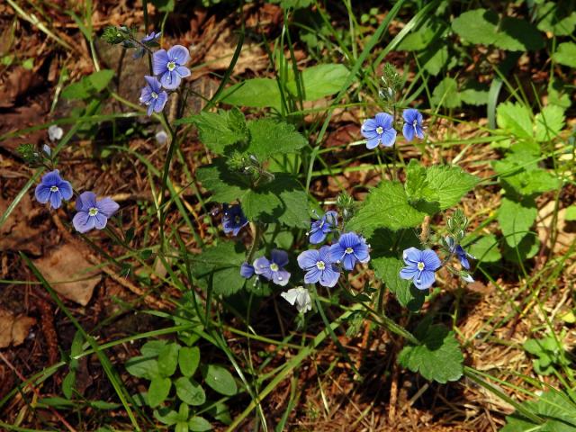 Rozrazil rezekvítek (Veronica chamaedrys L.)